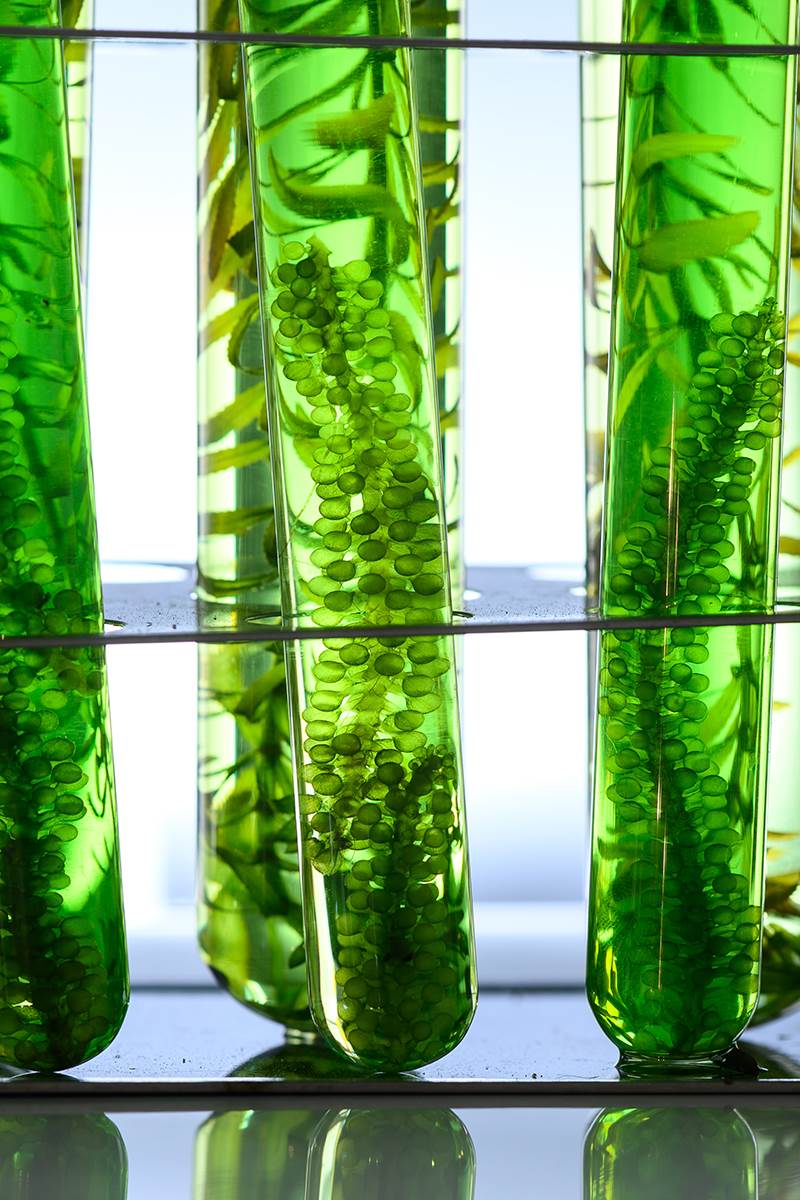 Inovativni fitoplankton je novi saveznik za masnu kožu